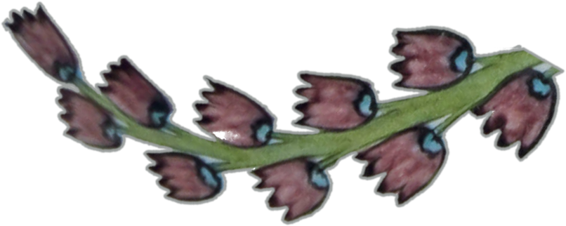 A sprig of pinkish, bell-shaped flowers with blue bases taken from a pottery vase.